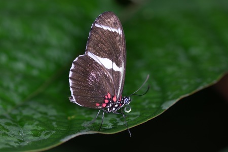 PAPILLON-15.jpg